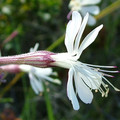 SILENE ITALICA  seed image