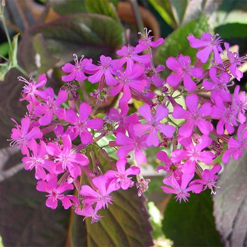 SILENE MEXICANA seed image