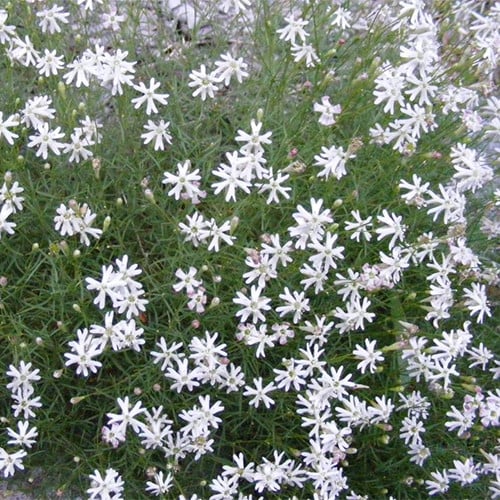 SILENE SAXIFRAGA seed image