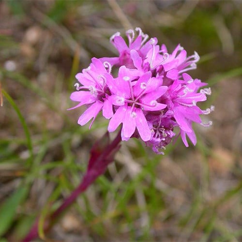 SILENE SUECICA seed image