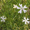 SILENE WALDSTEINII seed image