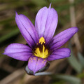 SISYRINCHIUM IDAHOENSE seed image
