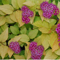 SPIRAEA 'GARNET 'N' GOLD' seed image