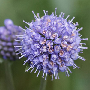 SUCCISA PRATENSIS seed image