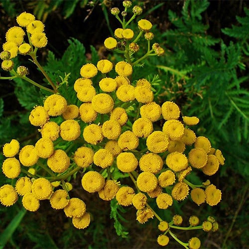 TANACETUM VULGARE seed image