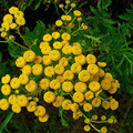 TANACETUM VULGARE seed image