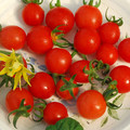 TOMATO TEXAS WILD seed image