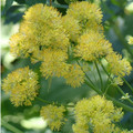 THALICTRUM FLAVUM seed image