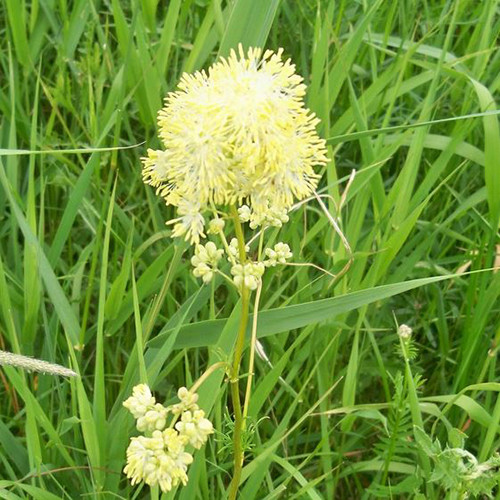 Thalictrum morrisonii