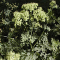 THALICTRUM SQUARROSUM seed image