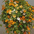 THUNBERGIA ALATA MIXED COLOURS seed image