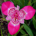 TIGRIDIA PAVONIA 'LILACEA' seed image
