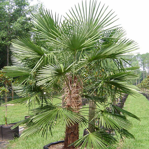 Nainital Robust Windmill Palm Hardy 10 seeds Trachycarpus fortunei Naini Tal 