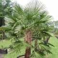 TRACHYCARPUS FORTUNEI NAINITAL seed image