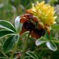 TRIFOLIUM BADIUM seed image