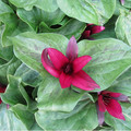 TRILLIUM CHLOROPETALUM var. GIGANTEUM seed image
