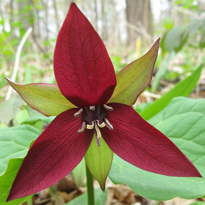 BUY 3 GET 2 FREE Red Trillium Erectum 4 Pcs Seeds Deep Red Colour Flower