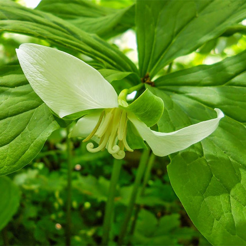 TRILLIUM FLEXIPES seed image