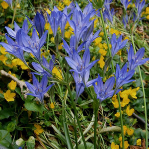 TRITELEIA LAXA KONINGIN FABIOLA seed image