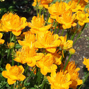 TROLLIUS CHINENSIS seed image