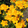 TROLLIUS CHINENSIS seed image