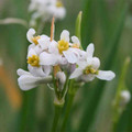 TULBAGHIA NATALENSIS seed image