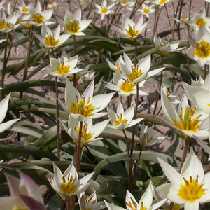 TULIPA TURKESTANICA seed image