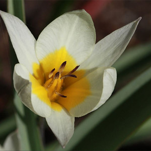 TULIPA TURKESTANICA 'AMAN KUTA' seed image