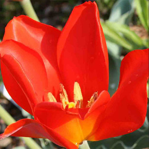 TULIPA VVEDENSKYI seed image