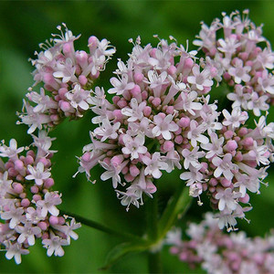 VALERIANA OFFICINALIS seed image