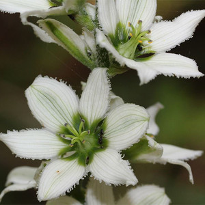 VERATRUM ALBUM seed image