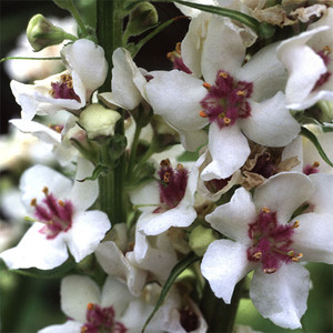 VERBASCUM CHAIXII ALBUM seed image