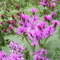 VERNONIA GIGANTEA seed image