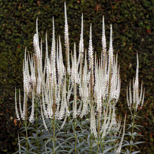 VERONICASTRUM VIRGINICUM 'ALBUM' seed image