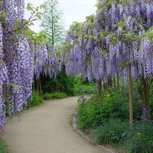 WISTERIA FLORIBUNDA 'BLUE MOON' seed image