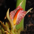 ZINGIBER RUBENS seed image
