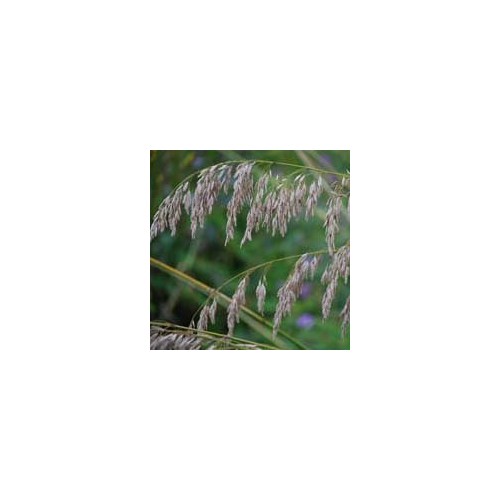 AMPELODESMOS MAURITANICA seed image