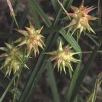 CAREX GRAYI seed image