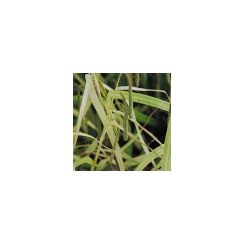 CAREX PENDULA 'MOONRAKER' seed image