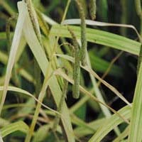 CAREX PENDULA 'MOONRAKER' seed image