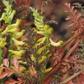 CORYDALIS OPHIOCARPA 'BRONZE BEAUTY' seed image