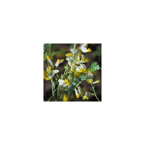 CORYDALIS SEMPERVIRENS ALBA seed image