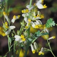 Semis de Corydalis CORYDALIS_SEMPERVIRENS_ALBA