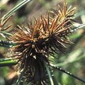 CYPERUS ROTUNDUS 'SEA URCHIN' seed image