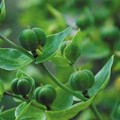 EUPHORBIA LATHYRIS seed image