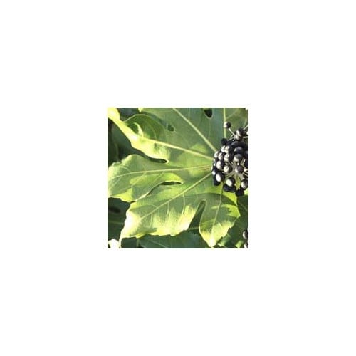 FATSIA JAPONICA seed image
