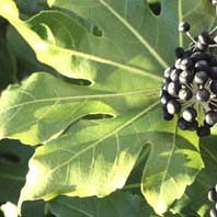 FATSIA JAPONICA seed image