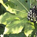 FATSIA JAPONICA seed image