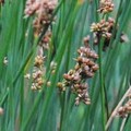 JUNCUS 'CARMAN'S GRAY' seed image