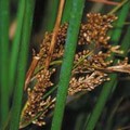 JUNCUS PALLIDUS seed image